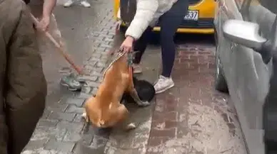 Tekirdağ'da Pitbull Dehşeti! Köpek Sahibine Ağır Para Cezası Verildi
