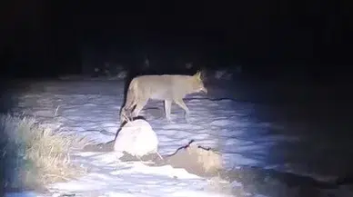 Aç Kurt Yiyecek Aramak İçin Köye İndi: O Anlar Kamerada!
