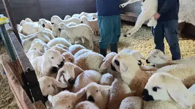 Sivas’ta Küçükbaş Hayvanlarda Aşılama ve Kimliklendirme Çalışmaları Sürüyor