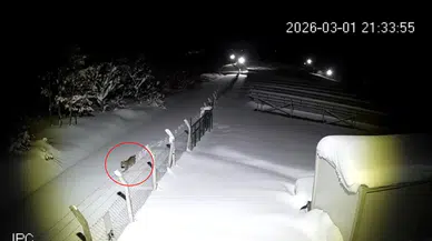 Bir Yıl Sonra Aynı Yerde: Vaşak Güvenlik Kamerasında