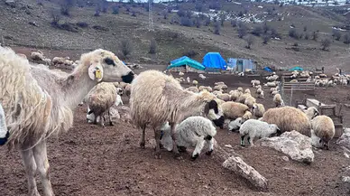 Besiciler Çaresiz! Kuzu Ölümleri Panik Yarattı: 50’den Fazla Kayıp