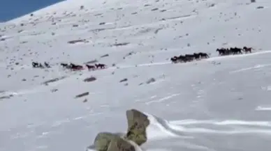 Sivas’ta Kar Manzarasında Yılkı Atlarının Doğa Yolculuğu
