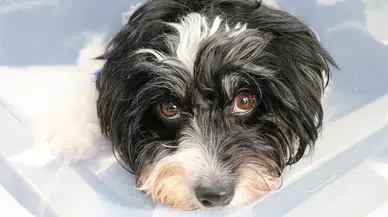 Sivas’ta İnanılmaz Olay: Köpeğin Karnından 140 Taş Çıkarıldı