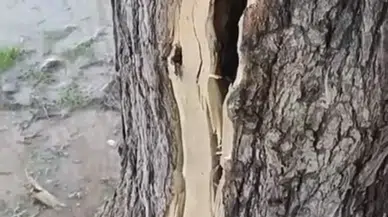 Mardin’de Sağanak Yağışta Yıldırım Ağacı Parçaladı