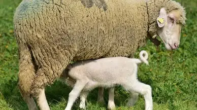 Hayvancılık Çiftliğinde Renkli Anlar: Kuzular ve Koyunlar Bir Arada