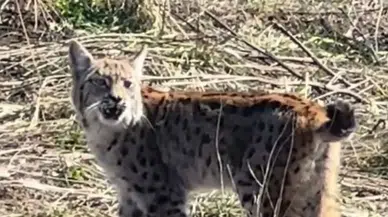 Nesli Tehlikede Olan Vaşak Sivas'ta Kaydedildi: O Anlar Gündem Oldu