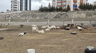 Gece Yarısı Dehşeti: Ahıra Giren Hayvanlar Katliam Yaptı