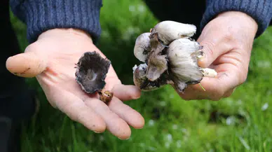 Zehirli Mantarlara Dikkat!: Uzmanlardan Ölümcül Uyarı!