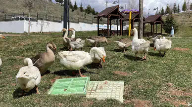 Sivas’ta Mahallenin Maskotu Kazlar Gündem Olmaya Devam Ediyor