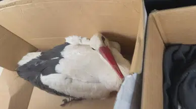 Samandağ’da Avcı Kurşunuyla Yaralanan 2 Leylek Kurtarıldı