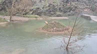 Onikişubat'ta Suda Mahsur Kalan Can Dostu İtfaiye Tarafından Kurtarıldı