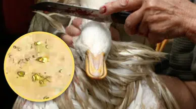 Midesinden altın çıkan ördek herkesi şaşırttı: Yaklaşık 10 gram