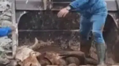 Çamura Saplanan İnek Kepçe ile Kurtarıldı