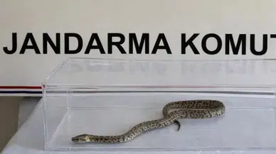 Bir evde ele geçirildi! 1 metre uzunluğunda gören şaşırdı