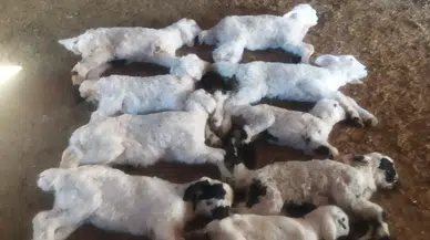 Kuzu Ölümlerinde Salgın Yok, Hijyen Eksikliği Var!