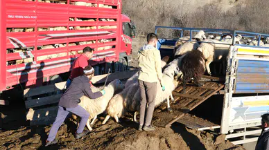 Yaylalarda Bahar Hareketliliği: 8 Aylık Yolculuk Başladı