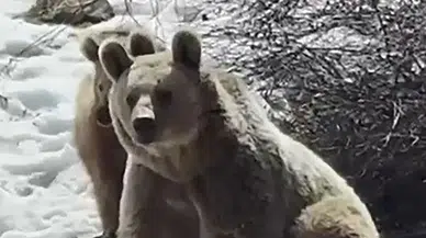 Kış Uykusu Erken Bitti: Ayılar Karın Tadını Çıkardı!