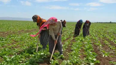 Mevsimlik tarım işçilerinin ücretleri 2025’te yüzde 37.8 arttı!