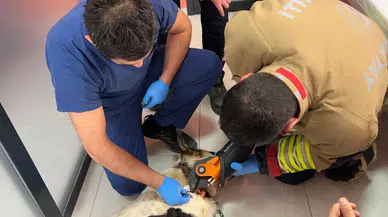 Boynuna Zincir Sıkışan Köpeği İtfaiye Ekipleri Kurtarıldı