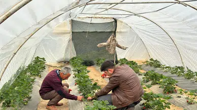 Kaymakam Özkan’dan Gürün’de Çilek Serasına İnceleme Ziyareti