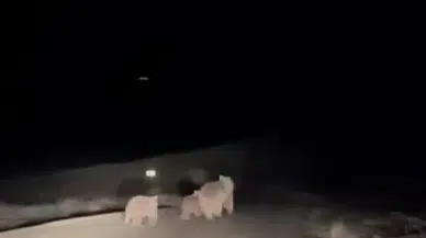 Sivaslı Ayılar Uyandı