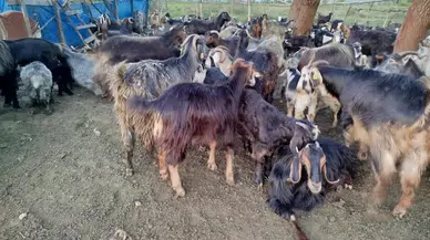 Keçilerini Kaptıran Gazi Kalp Krizi Geçirdi: 2 Milyonluk Vurgun