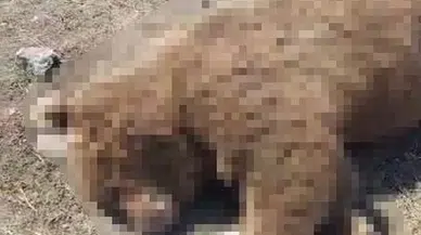 Damal’da Yola İnen Ayı TIR Çarpmasıyla Can Verdi