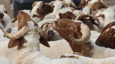 Kredi/kredi kartı ile faizsiz de olsa kurban kesilir mi