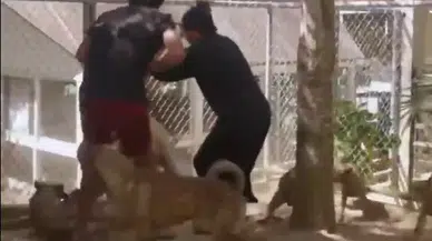 Filipinler’de Kangal Sürünün Lideri Oldu! O Anlar Viral