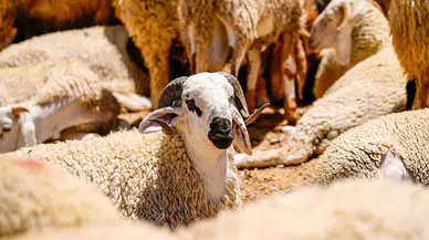 Kurbanlık satışları ne zaman başlayacak?