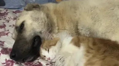 Sivas’ta Kedi ile Kangal Köpeklerinin Sıra Dışı Dostluğu Kameraya Yansıdı