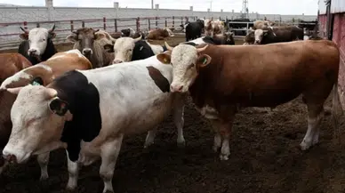 Bakanlık yasakladı: O bölgeye kurbanlık girişi yapılmayacak