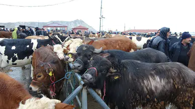 Hayvan Pazarı’nda Yağmura Rağmen Kurbanlık Hareketliliği