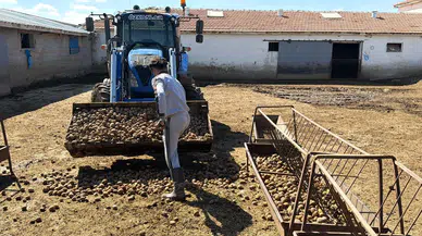 Maliyeti 10 TL Olan Patates Hayvanlara 70 Kuruştan Yem Oldu
