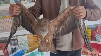 Sivas’ta Yaralı Kızıl Şahin Koruma Altına Alındı