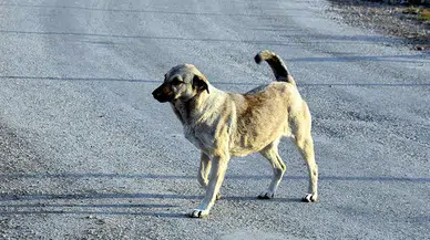 İstanbul Valiliği sahipsiz köpeklerin toplanması için düğmeye bastı! Toplamayanlar hakkında suç duyurusu yapılacak