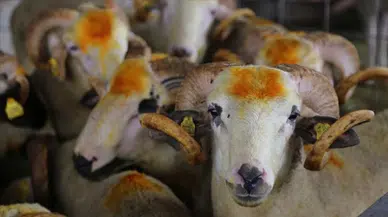 2026 Kurban Hizmetleri Tebliği yayımlandı: Kurban kesimleri için yeni kurallar