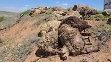 Hayvan Yüklü Tır Devrildi: 2 Yaralı, 80 Koyun Telef Oldu