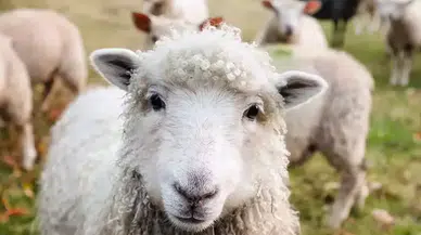 Küçükbaş Hayvancılık Desteği Başvuruları Başladı: İşte Ayrıntılar!