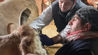 İl Müdürlüğü’nden Şap Aşılama ve Kimliklendirme Çalışması