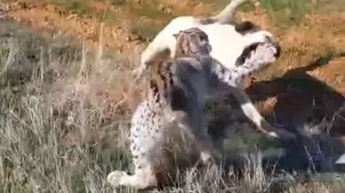Nesli Tükenmekte Olan Vaşak Köpekle Kapıştı: İşte O Anlar!