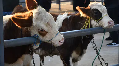 2026 Kurbanlık Fiyatları ve Kesim Ücretleri Açıklandı
