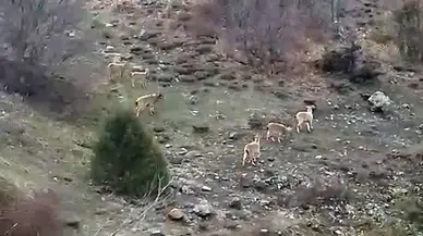 Sivas'ta Yaban Keçileri Yerleşim Yerlerine Kadar İndi!