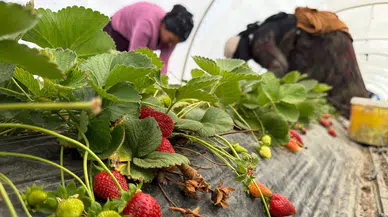 Tarlada 35 Markette 150 TL: Fiyatlar Arasındaki Uçurum Tepki Çekiyor!
