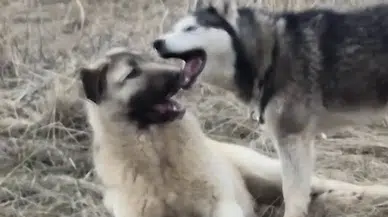 Sivas’ta Yavru Kangal, Sibirya Kurduyla Kurduğu Dostlukla Sosyal Medyayı Büyüledi