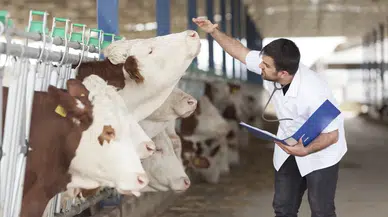 Veteriner Hekimler Gıda Zincirinin Temel Taşıdır!
