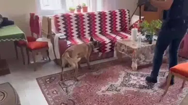 1.5 Kilo Uyuşturucu ve Ruhsatsız Silah Ele Geçirildi