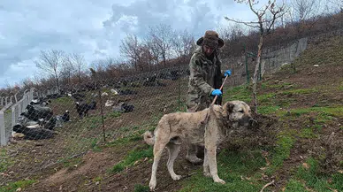Çoban Köpekleri Olmasa Hayvanların Yarısı Kurtlara Yem Olurdu