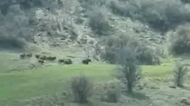 Sivas’ta Domuz Sürüsü Tarlaya Girdi: Çiftçi O Anları Kaydetti