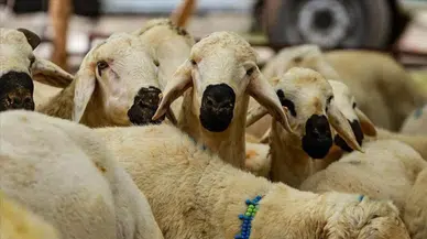 Yurt dışında kurban neden daha ucuz